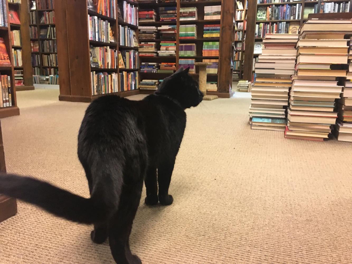 The Dusty Bookshelf